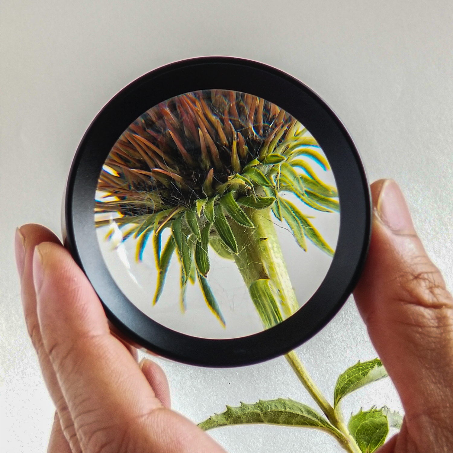 Function House Magnifying glass